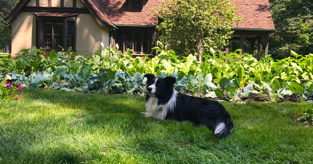 Fable has a day at the dog park/tap house : r/BorderCollie