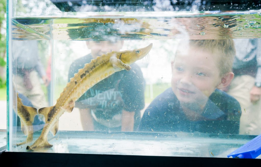 A boy looks at a sturgeon in a tank.